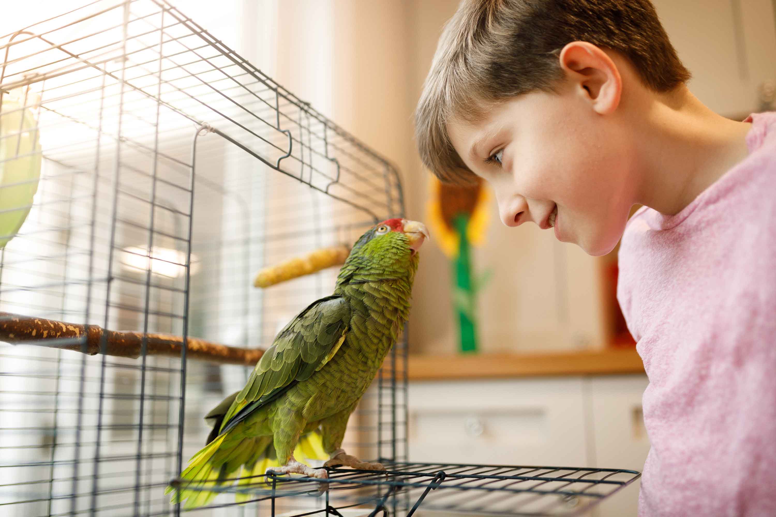 boy and parrot with bird cage - jongen en papegaai bij vogelkooi - flamingo pet products