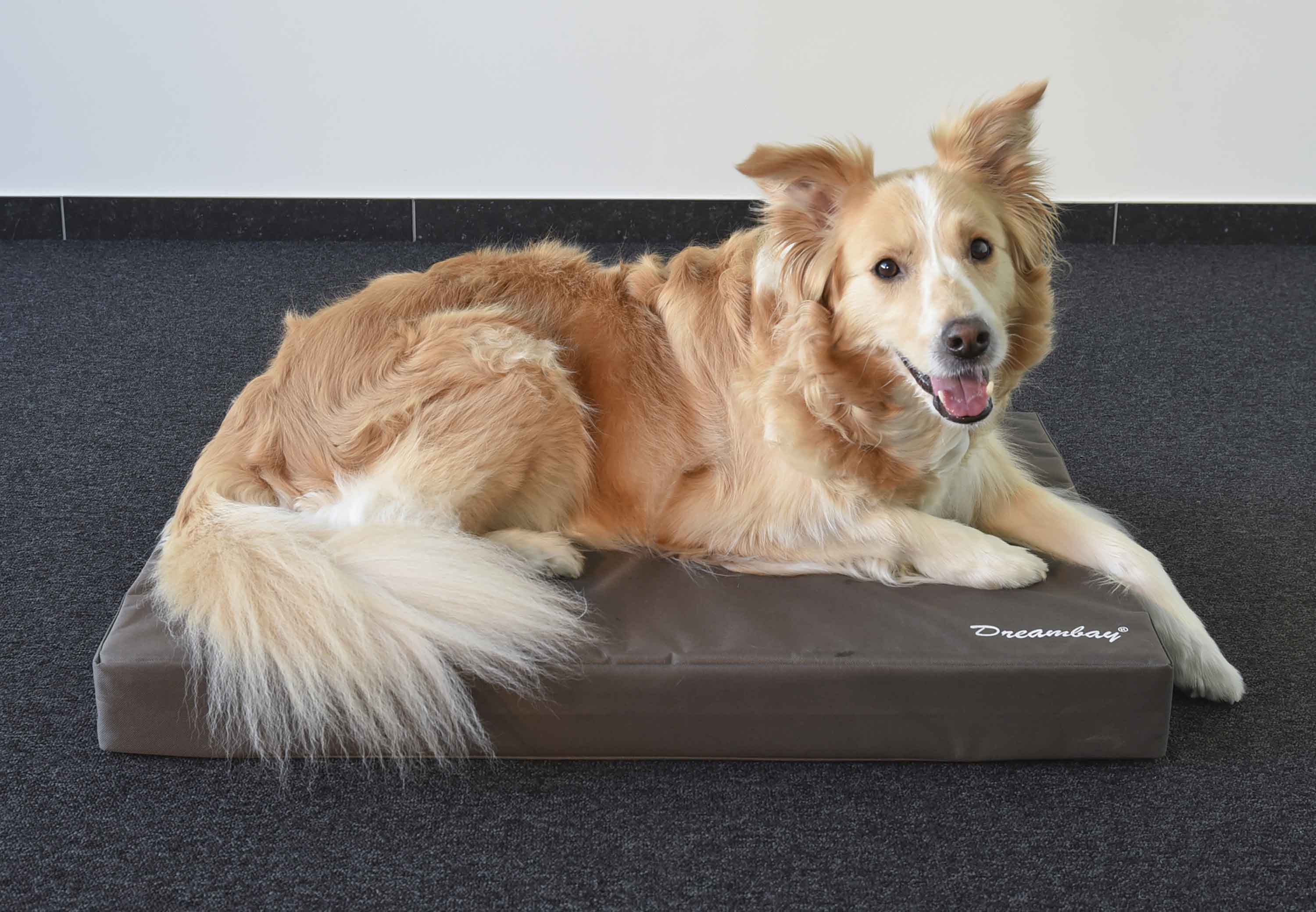 Dier, Hond, Zoogdier, Huisdier