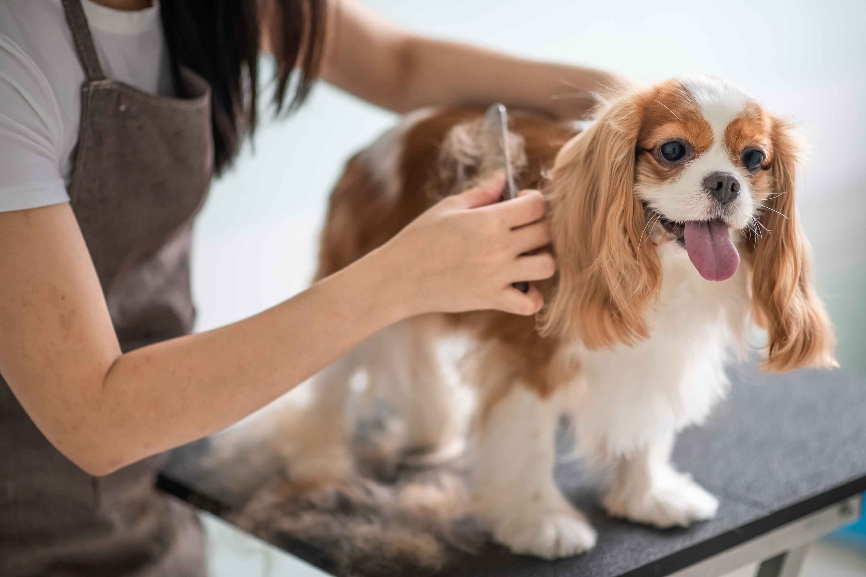 Dog getting combed at grooming salon - Hond wordt gekamd in het trimsalon - Flamingo Pet Products